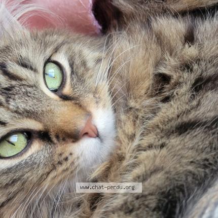 Photo 3/3 Vanille Chat perdu à Montfavet