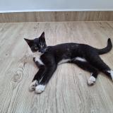 Photo de chat perdu à Mysore