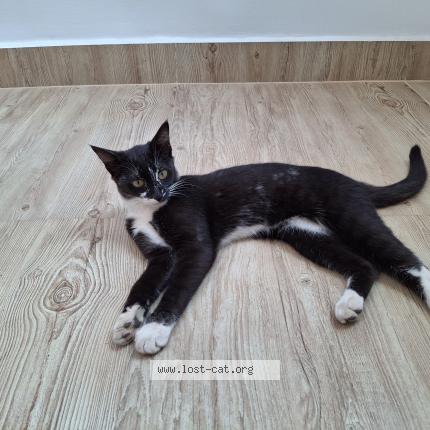 Photo 1/1 Lilly Chat perdu à Mysore