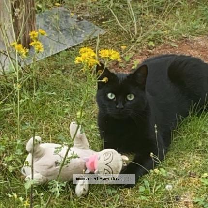 Photo de chat perdu à Tours