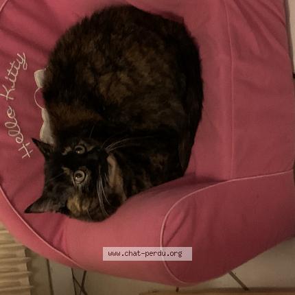 Photo 1/1 Chat retrouvé Perdu à St martin d here