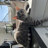 Photo de chat perdu à Villeneuve Sur Lot