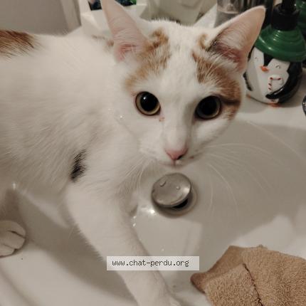 Photo de chat perdu à La Haye Du Puis