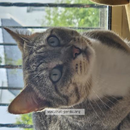 Photo 1/1 Subra Chat perdu à Plougastel daoulas