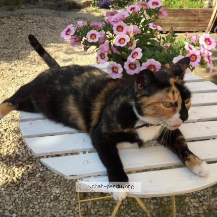 Photo de chat perdu à Parmain