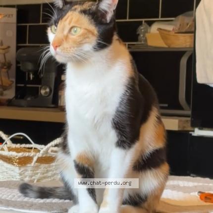 Photo 1/1 Chat retrouvé Perdu à Marseille