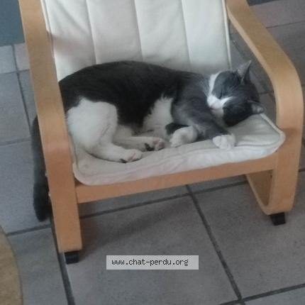 Photo 1/1 Chat retrouvé Perdu à Le Havre