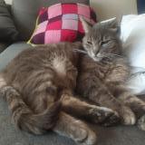 Photo de chat perdu à Le Mans