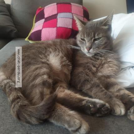 Photo 1/1 Chat retrouvé Perdu à Le mans