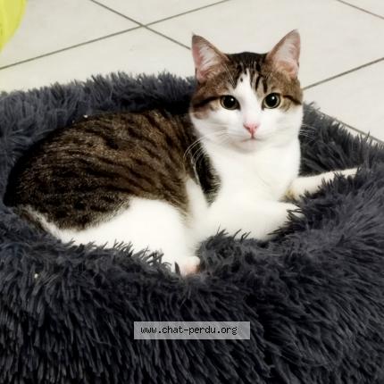 Photo 1/1 Isis Chat perdu à Montauban