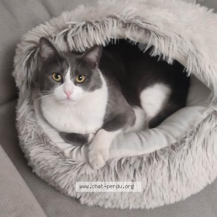Photo de chat perdu à Le Havre