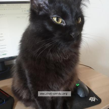 Photo de chat perdu à Eysines