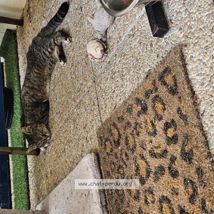 Photo de chat trouvé à Aytre