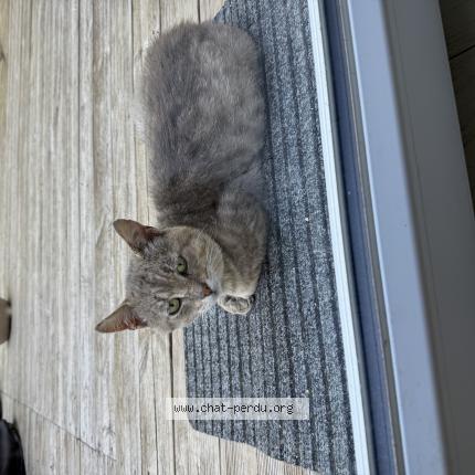 Photo 1/1 Chat trouvé Trouvé à Saint souplet