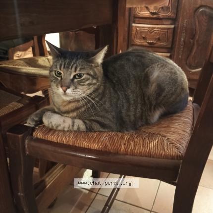 Photo 1/1 Alduin Chat perdu à St mitre les remparts