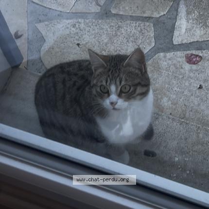 Photo de chat perdu à Ambares Et Lagrave