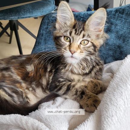 Photo 1/1 Chat retrouvé Perdu à Herblay Sur Seine