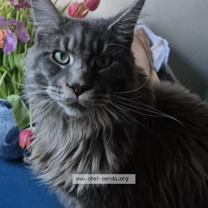 Photo de chat perdu à Cezac