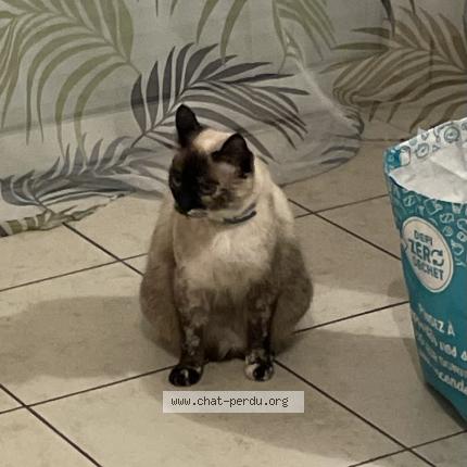 Photo 1/1 Chacha Chat perdu à Courcome