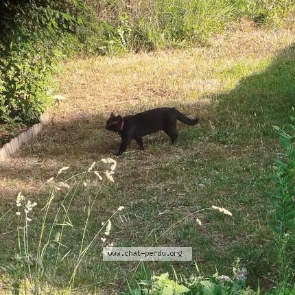 Photo 1/1 Chat trouvé Trouvé à Roubaix 59100