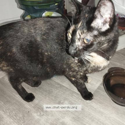 Photo de chat trouvé à Poitiers