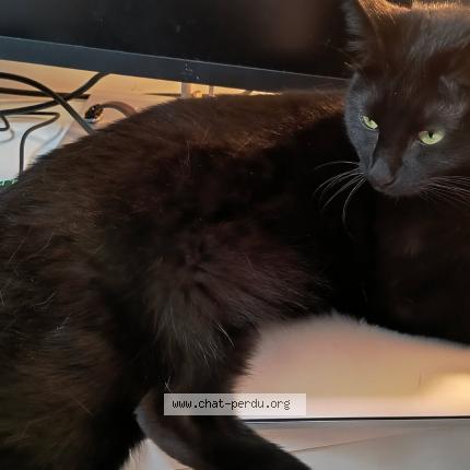 Photo de chat perdu à Antony
