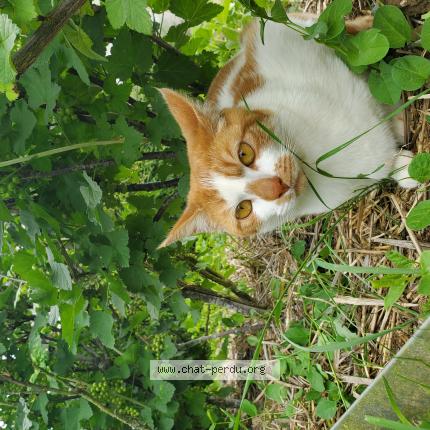 Photo 1/1 Pitchoun Chat perdu à Huest