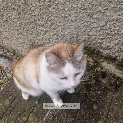 Photo de chat perdu à Bagneres De Bigorre