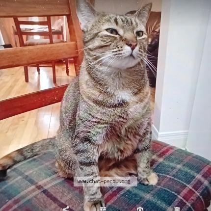 Photo 1/1 Basia Chat perdu à Montreal