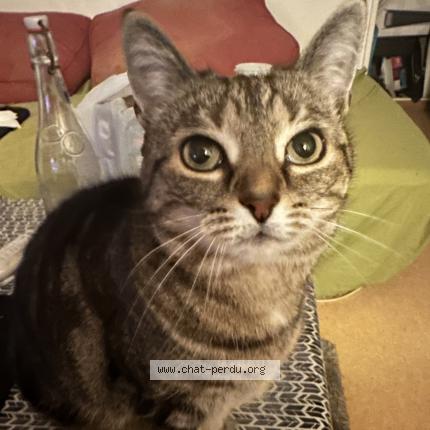 Photo de chat perdu à Fontenay Sous Bois