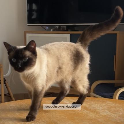 Photo de chat perdu à Carquefou