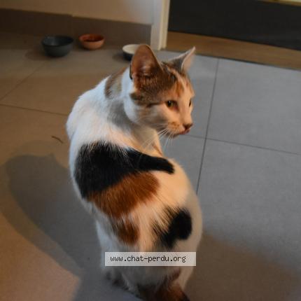 Photo de chat perdu à Paris