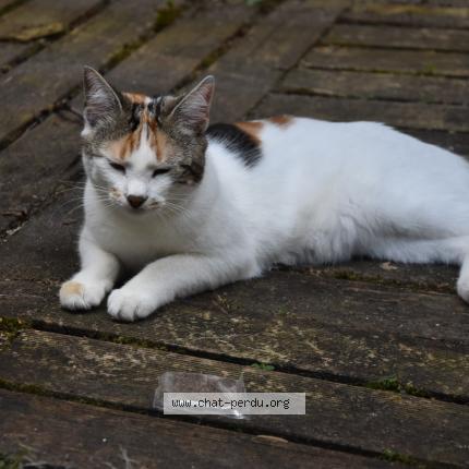 Photo 2/2 Chat retrouvé Perdu à Paris