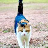 Photo de chat perdu à Saint Ulphace