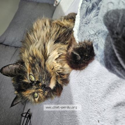 Photo de chat perdu à Neuville De Poitou