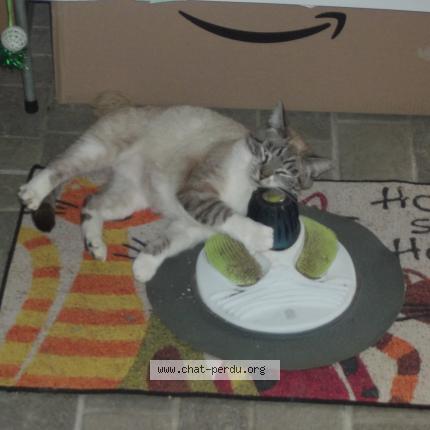 Photo 1/1 CHATON Chat perdu à Redon