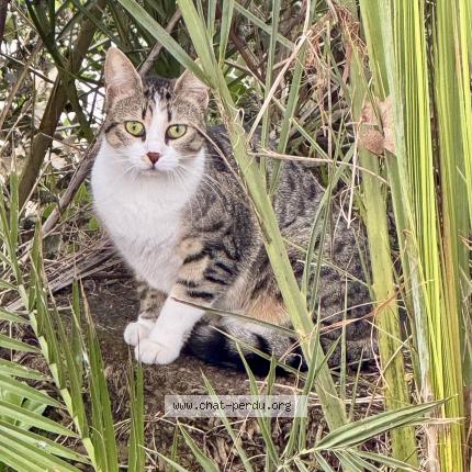 Photo de chat perdu à Cagnes Sur Mer