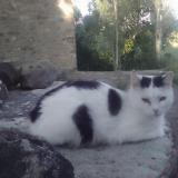 Photo de chat perdu à Pueyo De Araguas Torrelisa