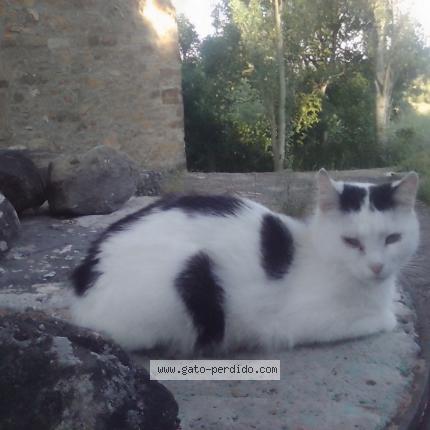 Photo 1/1 Bizi Chat perdu à Pueyo de araguas torrelisa