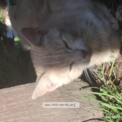 Photo 1/1 Chat trouvé Trouvé à Soeurdres