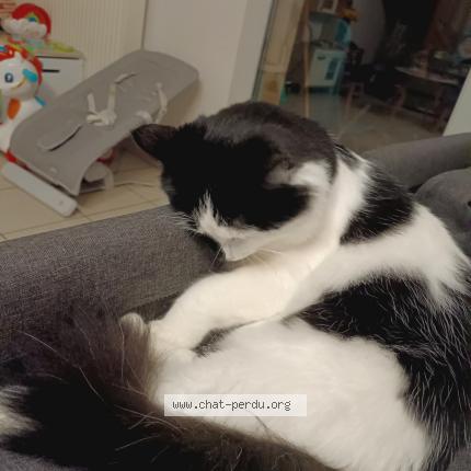 Photo 1/1 Chat retrouvé Perdu à Poitiers