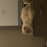 Photo de chat perdu à Hyderabad