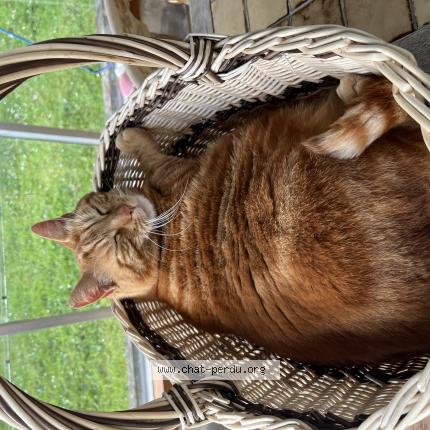 Photo 1/1 Rourou Chat perdu à Binic