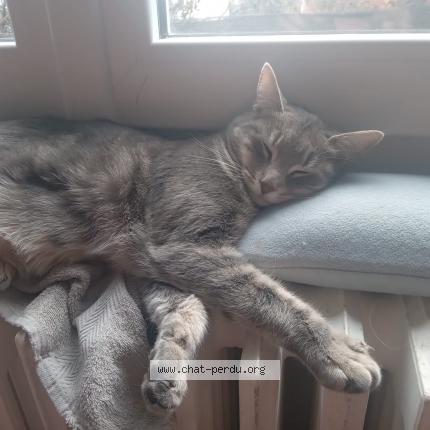 Photo de chat perdu à Clermont Ferrand