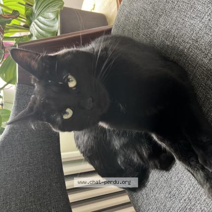 Photo de chat perdu à Tours