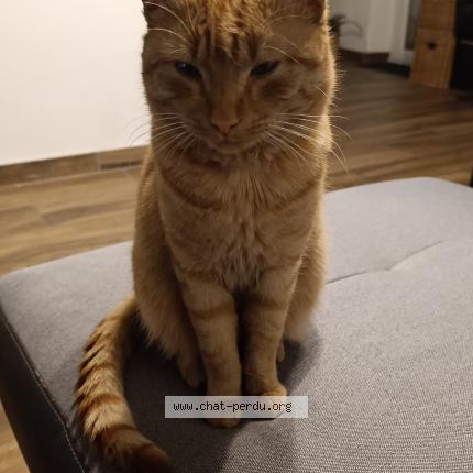 Photo 1/1 Kawkaw Chat perdu à Marseille 16