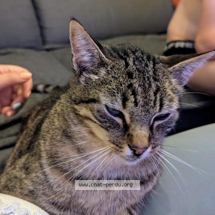 Photo 1/1 Vegas Chat perdu à St jean d illac