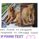 Photo de chat perdu à Bolingbrook