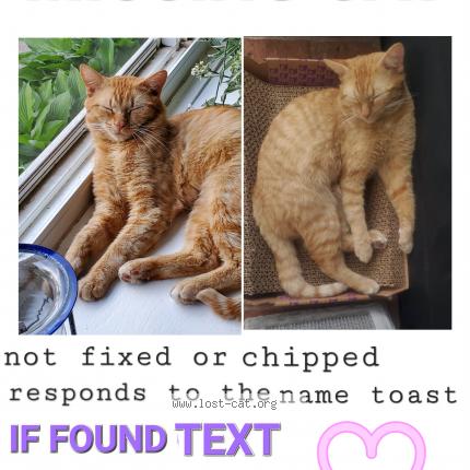 Photo 1/1 Toast Chat perdu à Bolingbrook