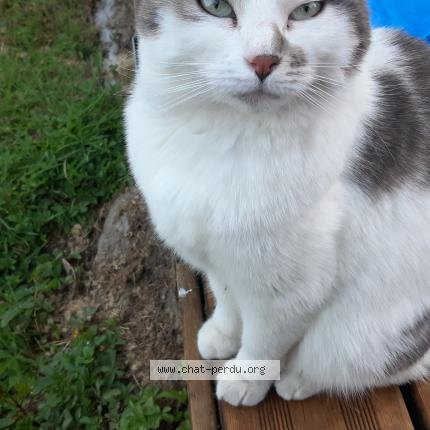 Photo 1/1 Chat retrouvé Trouvé à Erce En Lamee